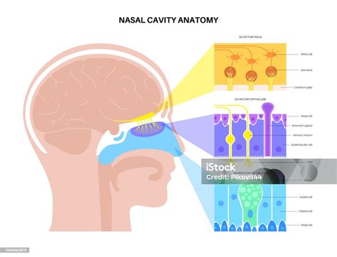 Nasal Cavity Anatomy Stock Illustration Download Image Now Nasal