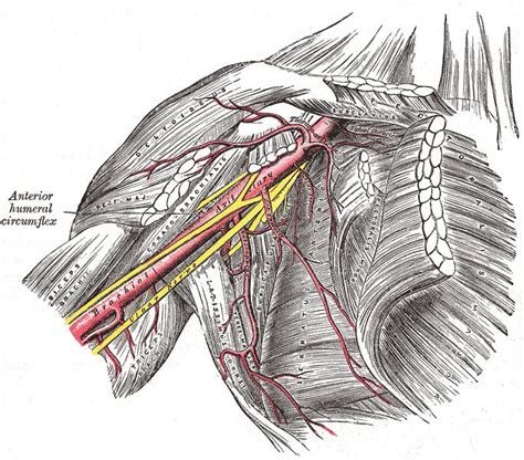 Cambridge Orthopaedics Uk