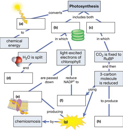 Complete this summary map of photosynthesis. | Channels for Pearson+