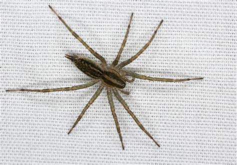 Grass Spider