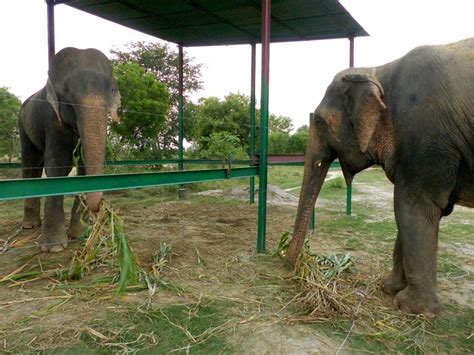 Raju befriends fellow elephant, remains wary of humans after rescue in ...