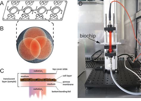 A Multiorgan Tissue Flow Motif Biochip With Four Interconnected