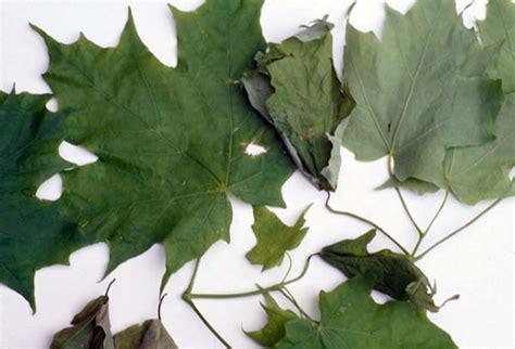 Whats Wrong With My Plant Garden University Of Minnesota Extension