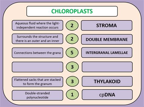 Structure Of Chloroplasts Edexcel A Level Biology B Teaching Resources