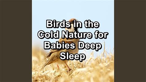 Dreamy Bird Sounds To Help Insomnia To Loop For Hours Youtube