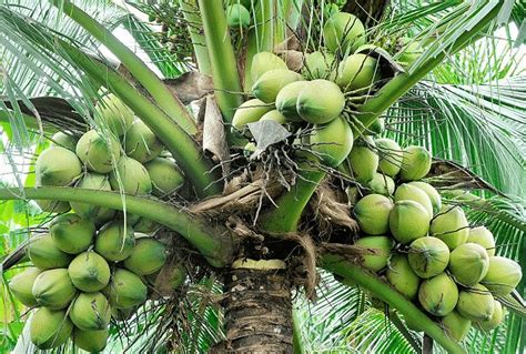 coconut farming information guide asia farming