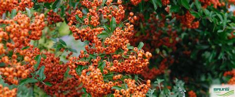 Pyracantha 'Orange Glow' von Bruns Pflanzen