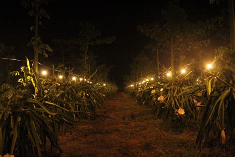 Cerita Menarik Dari Si Jingga Di Langit Malam Banyuwangi