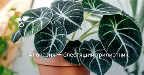 Алоказия — блестящий трилистник. Уход, выращивание, размножение ...
