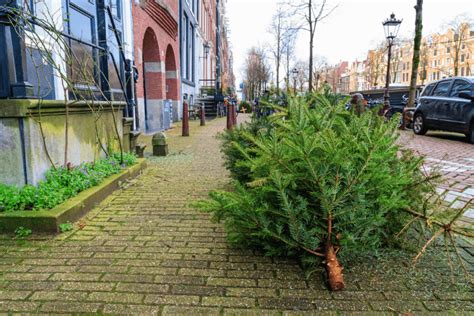 Duurzame Kerstboom Tips Voor Een Duurzame Kerst Welkoop