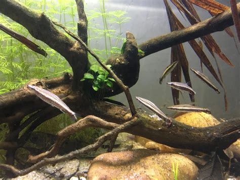 nannostomus eques animaliabio