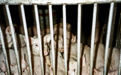 Python Meat: A Sustainable Protein Source 🎥