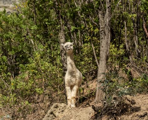 Passeggiate Con Alpaca Bologna A Partire Da 15 Freedome