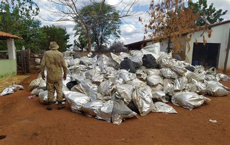 Apreens O De Oito Toneladas De Maconha Enterrada Em Fazenda No Oeste