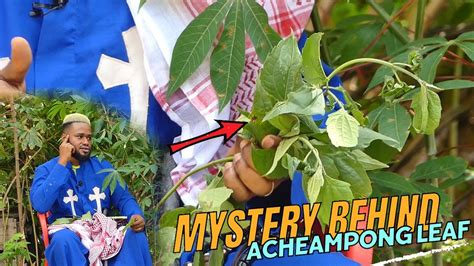 The History and Spiritual Name of Acheampong leaf and how to use it if ...