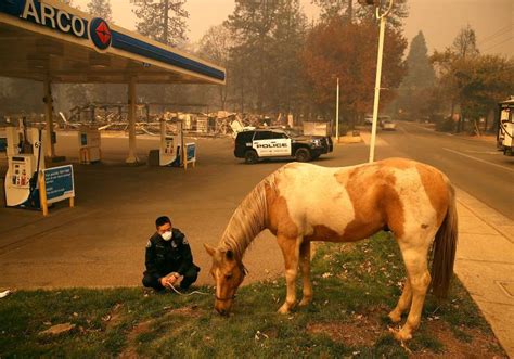 California Wildfires Animal Rescues [PHOTOS & VIDEO]