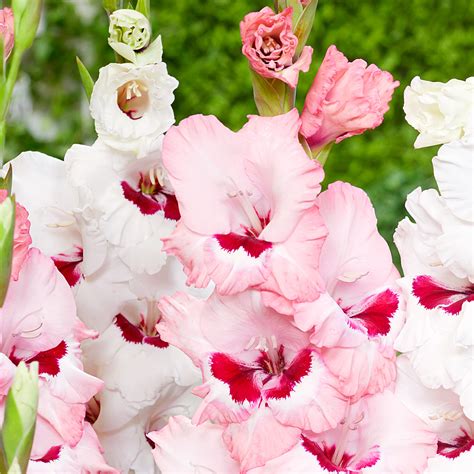 Shop Gladiolus Wine and Roses | J. Parker's Wholesale