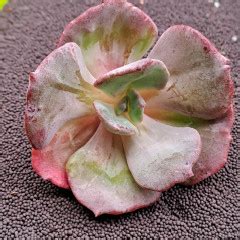 Эхеверия "Трампет Пинки"