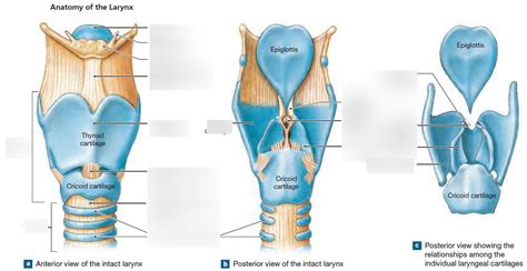 larynx cartilages Diagram | Quizlet