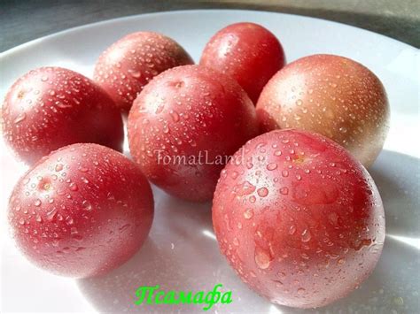 Томат Псамафа: описание сорта, ОТЗЫВЫ (5), фото, урожайность | tomatland.ru