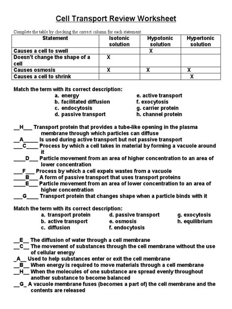 Free Cellular Transport And The Cell Cycle Worksheet Answers Download Free Cellular Transport