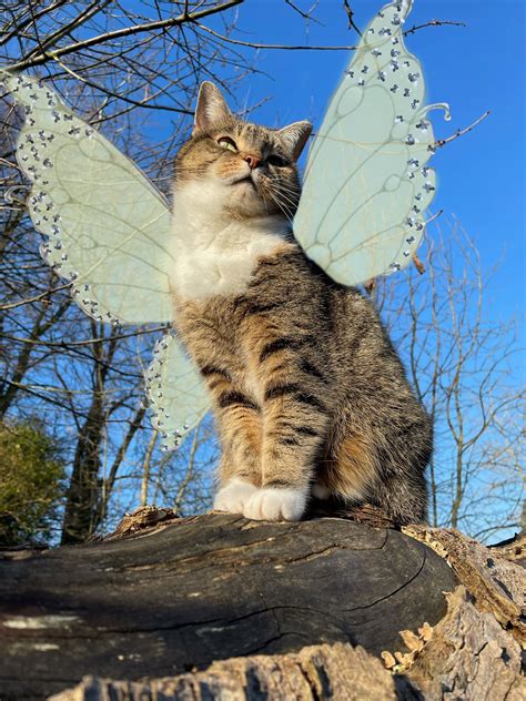 Fairy Cat Wallpapers Wallpaper Cave