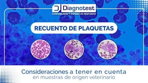 Recuento De Plaquetas En Muestras Veterinarias Laboratorio Diagnotest