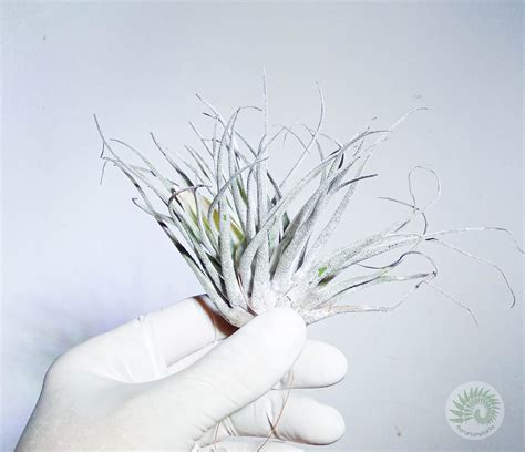 Tillandsia Caput Medusae M - Florariumplants