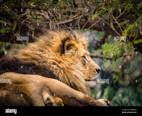 A Male Lion resting under a tree Stock Photo - Alamy