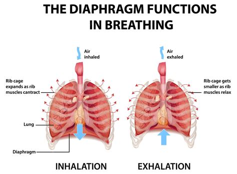 respiratory system diaphragm function