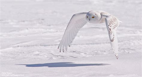Winter Havens for Snowy Owls - The National Wildlife Federation Blog