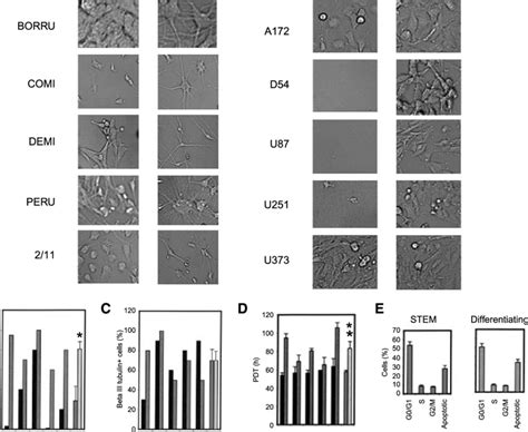 Differentiation Of Glioma Stem Cells A Morphology Of Stem Left And