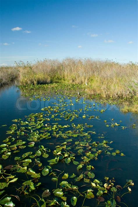 Florida Everglades Stock Image Colourbox