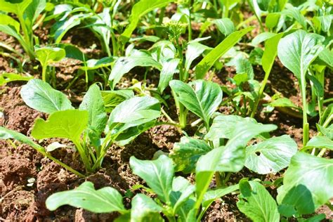 Mustard Tree Size Top Tips On How Big It Grows