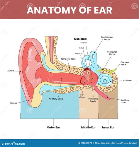 Anatomy Of Ear Infographic Colorful Stock Illustration Illustration