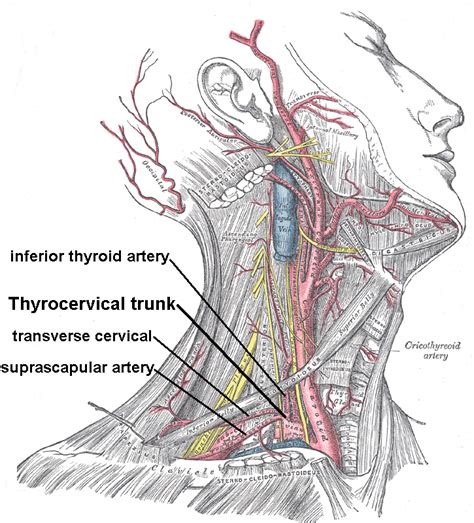 Suprascapular Vein Wikipedia