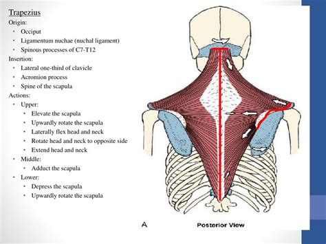 PPT Anatomy And Kinesiology Of The Shoulder Girdle PowerPoint