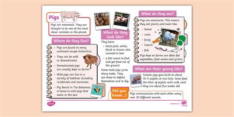 KS1 Pigs Fact File Teacher Made Twinkl