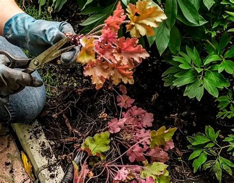 Растение гейхера, описание и фото, разновидности, особенности ...