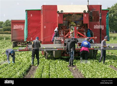 Labour Intensive Farming High Resolution Stock Photography And Images