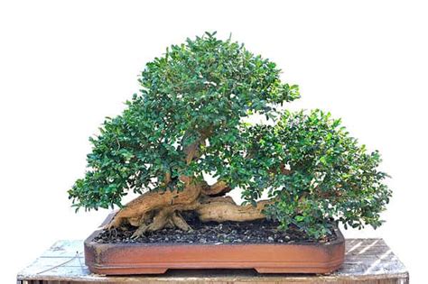 Ash Bonsai Tree - A-Z Animals