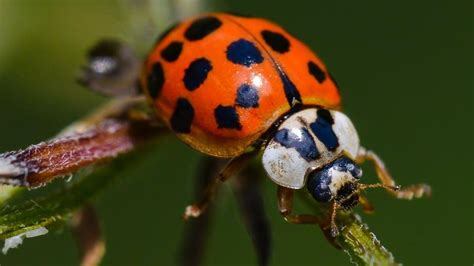 Good vs. Bad Ladybugs in Your Garden – Forbes Home