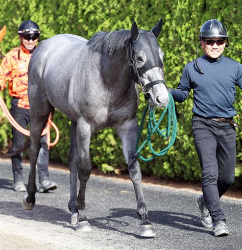 【注目馬動向】マイネルラウレアは和田竜騎手で京都新聞杯へ 3戦2勝のゴールドシップ産駒 Umatoku 馬トク