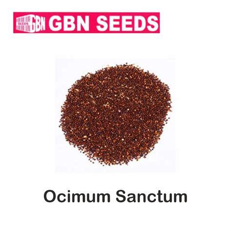 Gbn Ocimum Sanctum Tulsi Seeds Kg Pack Of Leafconagro