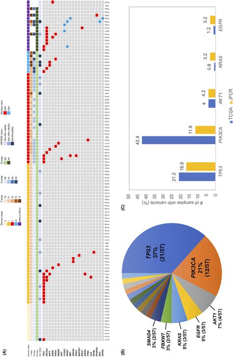 Genomic Landscape Of Circulating Tumor Dna Ctdna Variants From Breast