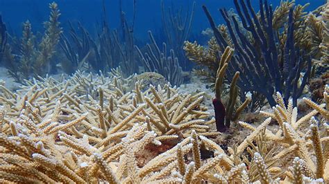 Us Coral Reefs Health Assessed For The First Time On A National