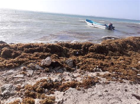 Recala Sargazo Hoy En Las Playas De Mahahual PorEsto