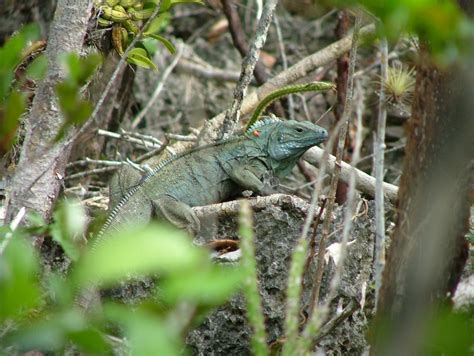 Endangered Ugly Things Gonna Be A Blue Collar Lizard