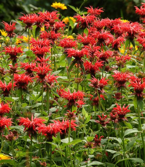 Monarda Jacob Cline Bee Balm