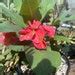 Crown Of Thorns Red Millionaire Euphorbia Milii Ships Bare Etsy